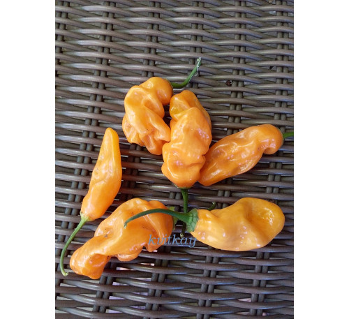 Насіння перцю гострого Мако Коку персик (Mako Kokoo Peach)